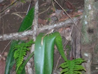 lizards defending territory.JPG